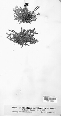 Ramalina pollinaria image